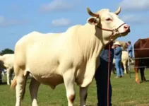 avaliações de desempenho da raça Charolesa