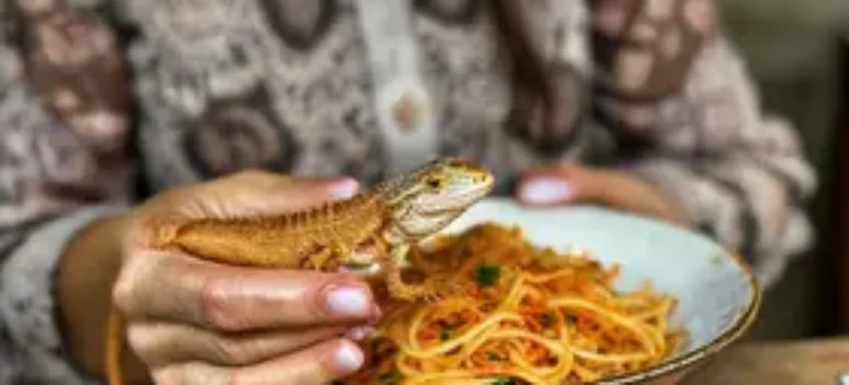 lagartixa em macarrão